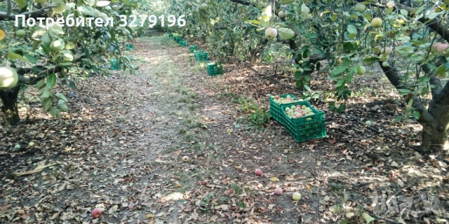 Продавам ябълки за сок и ракия, снимка 1
