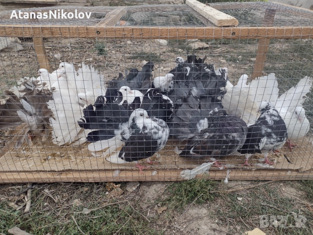 Фенерлии Гълъби