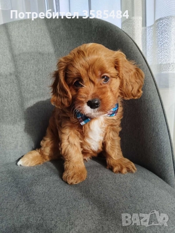 Cavapoo/Mini poodle , снимка 4 - Пудели - 52822958