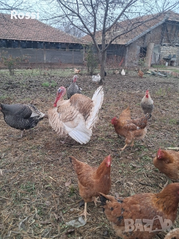 Пуяк за разплод, снимка 5 - Кокошки и пуйки - 52865772