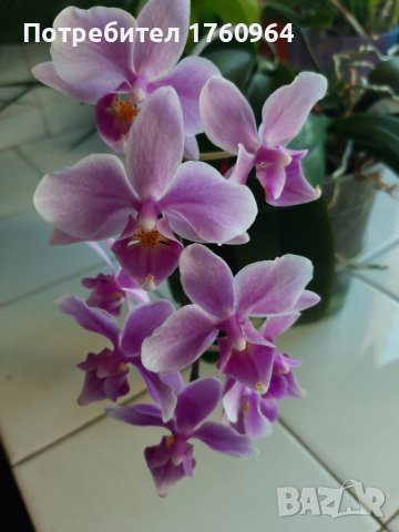 Красиви орхидеи 