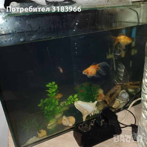 голям аквариум с рибки оборудван 50 х 40 х 24, снимка 7 - Аквариуми - 53830698
