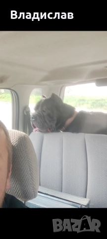 Кане Корсо бебета , снимка 5 - Кане корсо - 52096513