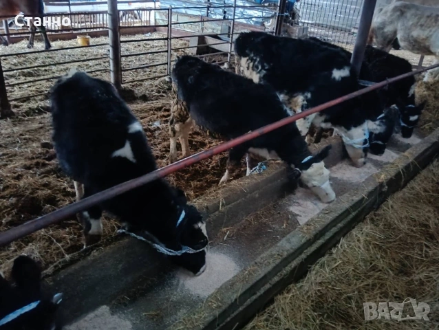 Продавам 7 телета, снимка 4 - Крави - 53260707