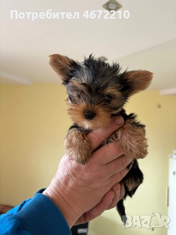  Женски йоркширски териер, снимка 2 - Йоркширски териер - 52696464