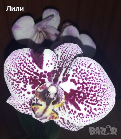 Голяма орхидея фаленопсис Andorra, снимка 3 - Стайни растения - 36191720