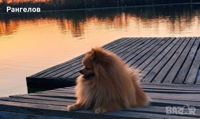 Породист мъжки померан търси своята половинка за разплод, снимка 6 - Търси партньор - 39560113