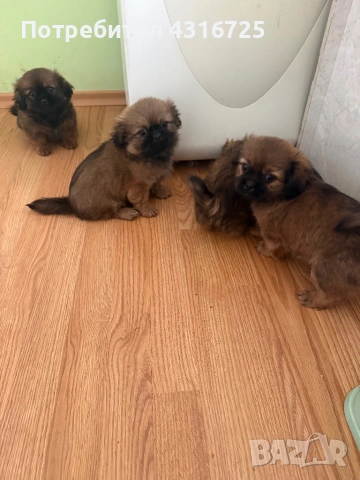 Пекинези, снимка 4 - Пекинез - 53767849