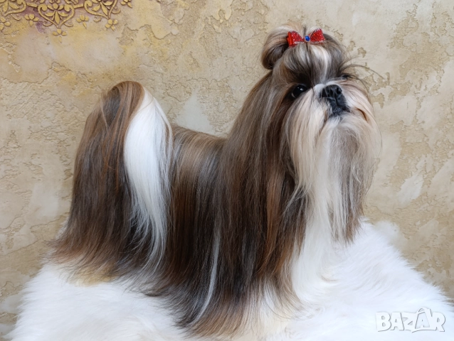 Кученца Ши Тцу /SHIH TZU FCI pedigree , снимка 8 - Ши Тцу - 52464119