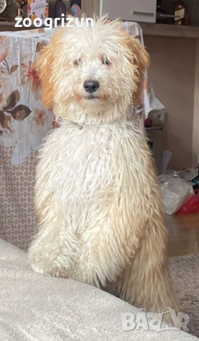 Малки кавапу пудели