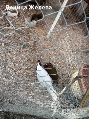 Продавам фазани,пауни, мандаринки, снимка 9 - други­ - 53856196