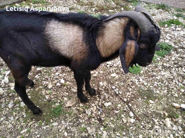 Продавам пръч на 1 година , снимка 2 - Кози - 52307246