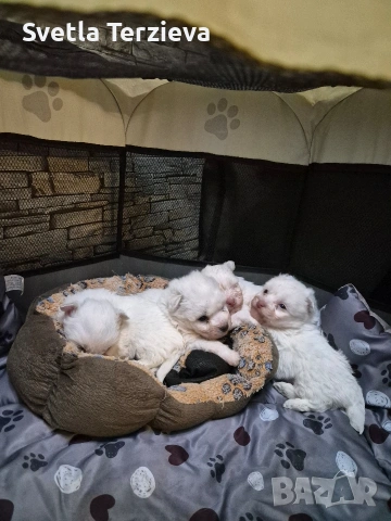 3 момченца и 1 момиче за разкош , снимка 3 - Болонка - 53343774