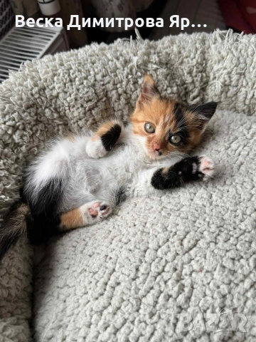 Котенце Мая., снимка 2 - Други - 53219759