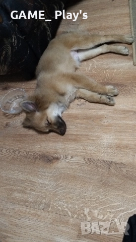 Немски шпиц за продажба спешно!!!, снимка 2 - Други - 52830583