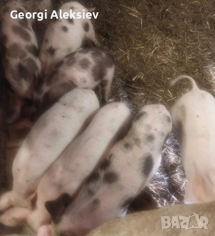 Малки прасенца, снимка 3 - Прасета - 52420544