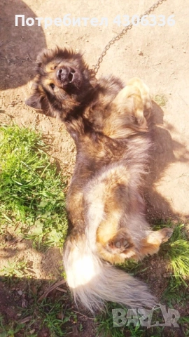 Шарпланинец кученца - чистокръвни , снимка 8 - Други - 53628473