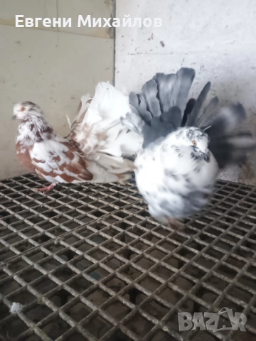 Фенерлии , снимка 2 - Гълъби - 52901917