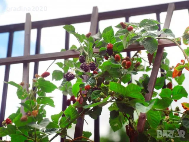 Къпина -гиганска и сладка  /Навахо , Лох нес , Арапахо , Карака Блек , Prime Ark 45)  и Астерина  , снимка 6 - Градински цветя и растения - 27586566