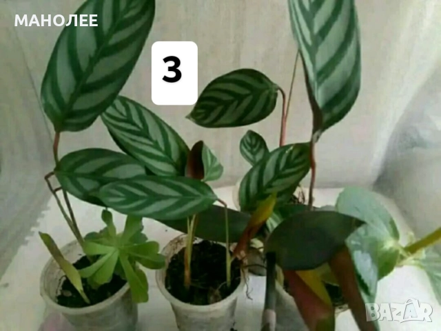 Саксийни цветя - 4 вида - 4 НЕЗАСАДЕНИ КОРЕНА В ЕДИН ПАКЕТ /видове по избор/ ЗА 20 ЛВ. / 10,23 € ., снимка 4 - Стайни растения - 52047633