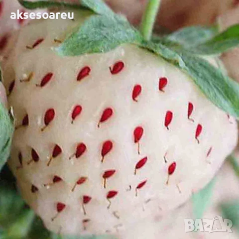 100 семена от плод бяла ягода органични плодови ягодови семена от вкусни ягоди отлични плодове, снимка 8 - Сортови семена и луковици - 50618986