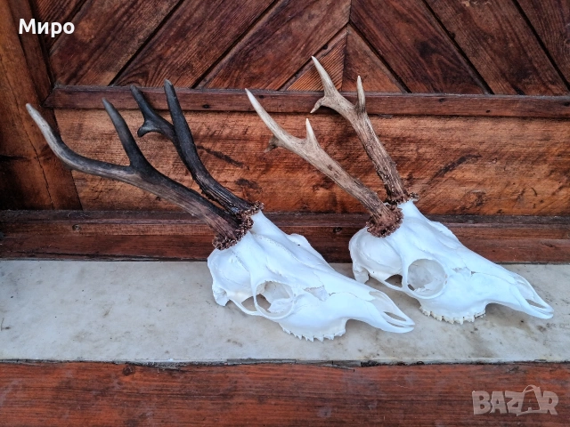 Трофей от сръндаци.Рога.2бр