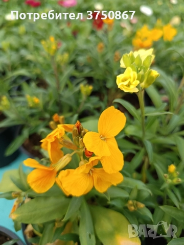 💚🩷💚 Шибой - Sugar Rush Mix, снимка 12 - Градински цветя и растения - 52084869