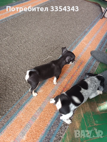 Чихоa   родени са 23.11.25, снимка 5 - Чихуахуа - 52791732