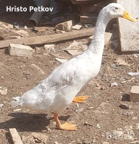 Продавам 6 броя Патици  Индиски Бегач , снимка 1