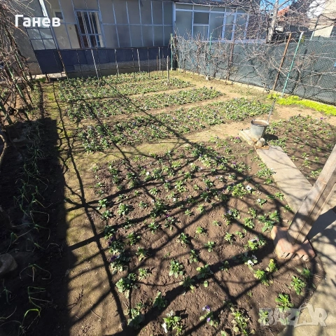 Теменужки градински, снимка 3 - Градински цветя и растения - 53774771