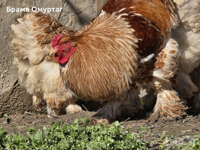 Продавам разплодни яйца от Златно дантелен брама [Buff laced Brahma], снимка 11 - Кокошки и пуйки - 53811364