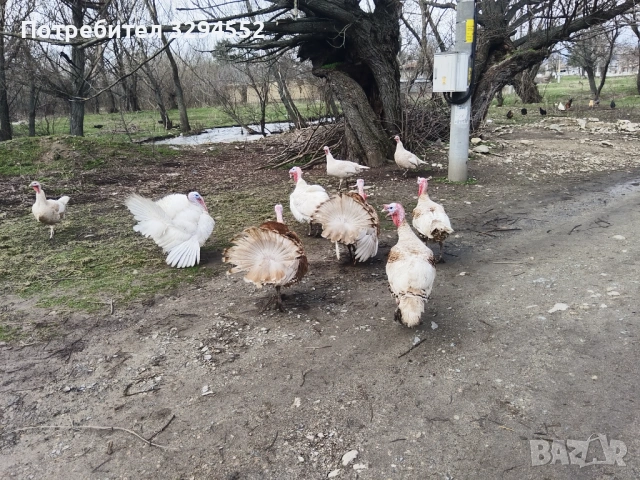 Пуйки и Пуяци , снимка 4 - Кокошки и пуйки - 53632545