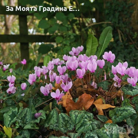 Горска Циклама , снимка 3 - Разсади - 53623551
