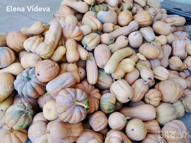 Тикви , снимка 1