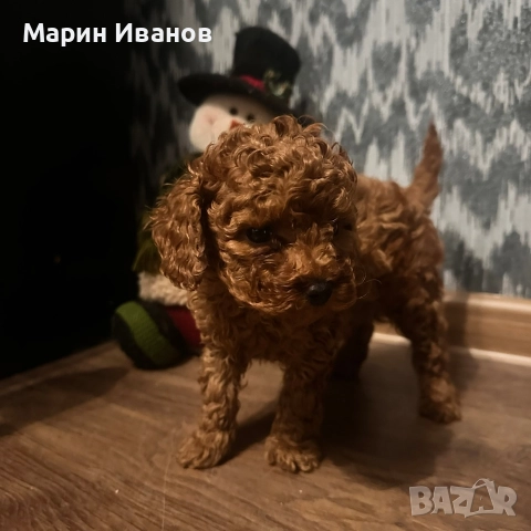 Пудел "Той", момче с две ваксини!