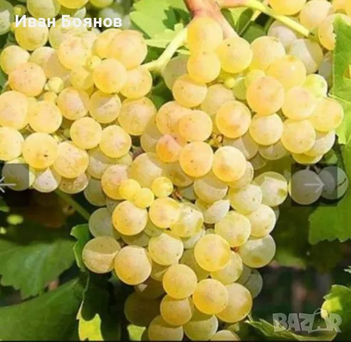 Грозде за Вино и Ракия!…БЕЗПЛАТНО МЕЛЕНЕ, снимка 2 - Домашни продукти - 55861572