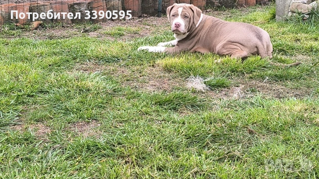 Американско Були Хл Момиче , снимка 2 - Питбул - 53818927