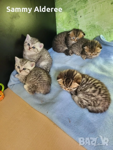 Британски, шотландски котета пухчета