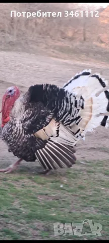 Продавам големи пуяци, снимка 1