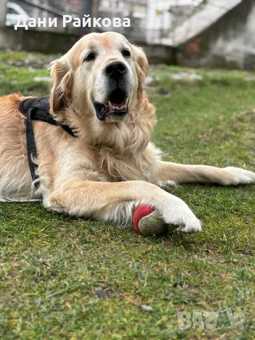 🐾 Чари търси своята златна половинка ❤️ – Golden Retriever