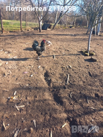 Австралорп на 7 м 2 бр