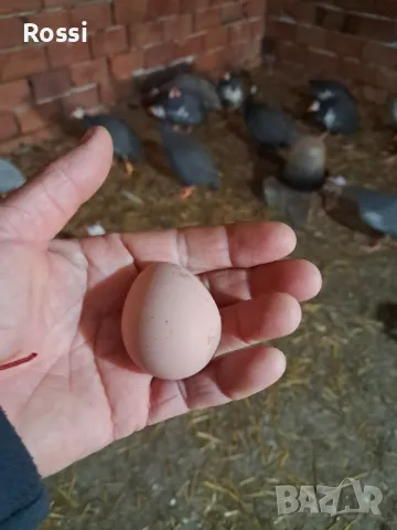 ТОКАЧКИ, снимка 2 - Кокошки и пуйки - 48978869