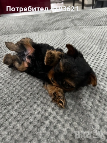 мини йоркширски териер