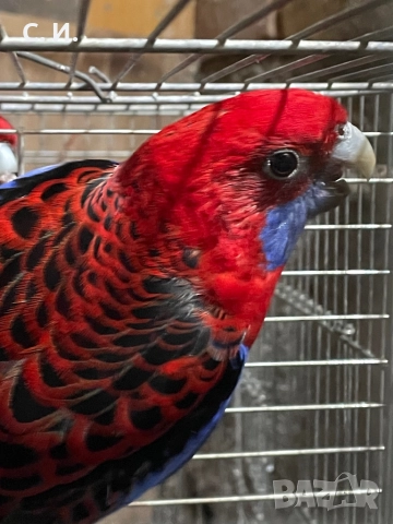 Пенантови розели 