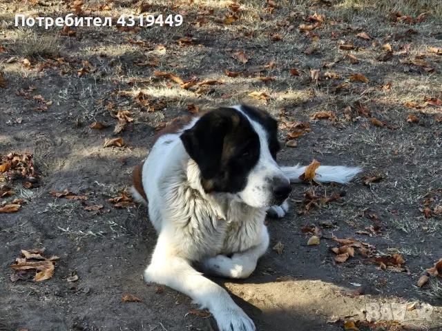 Тара си търси партньор!, снимка 5 - Търси партньор - 50033755