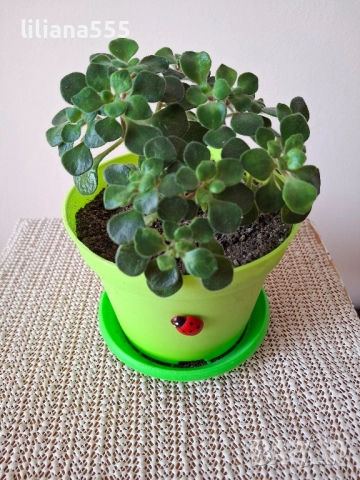 Дърво на парите Аихризон, снимка 10 - Стайни растения - 44719352