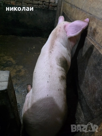 Продавам големи угоени прасета за коледа, снимка 11 - Прасета - 52070357