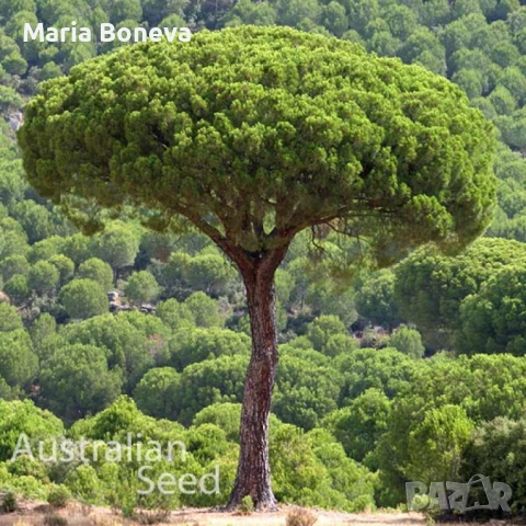 Пиния каменен бор 140 см, снимка 3 - Градински цветя и растения - 53845928