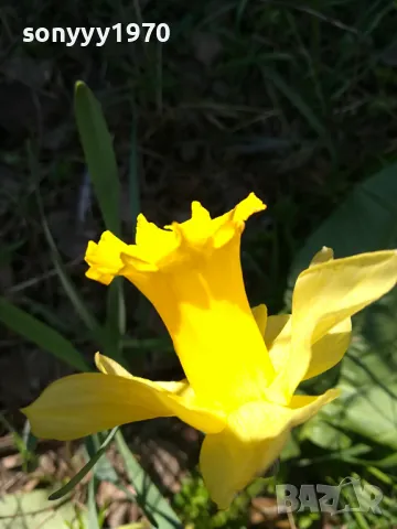 ГРЪМ ОТ НАРЦИСИ 25БР С ЛУКОВИЦИ 1504250637, снимка 10 - Градински цветя и растения - 49899615