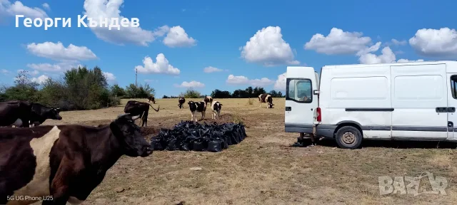 Угнила говежда тор в чували